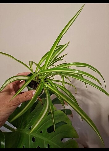 KURDELA fidesi