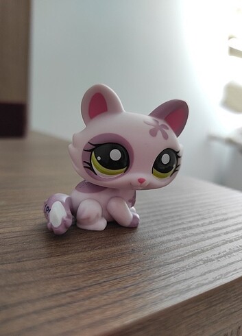 Yavru Kedi Miniş 