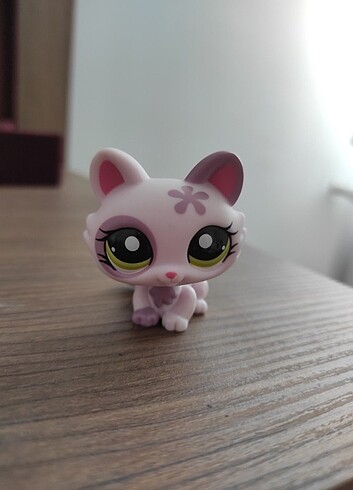 Yavru Kedi Miniş