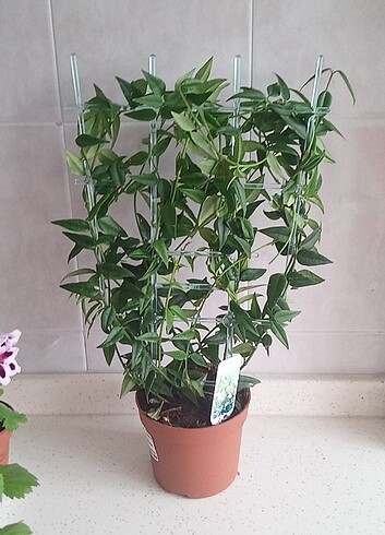 Hoya 