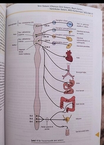  Temel anatomi kitabı 