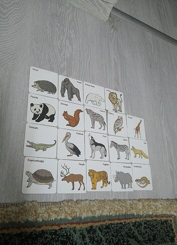  Beden İlk kartlarım doğa hayvanlarını tanıyaım 