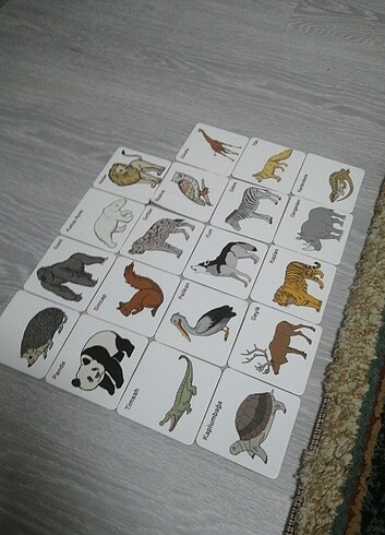  Beden Renk İlk kartlarım doğa hayvanlarını tanıyaım 