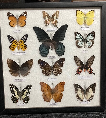 Kurutulmuş gerçek kelebeklerden tablo