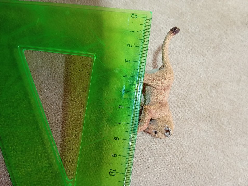 Schleich Yavru Aslan Figür 7 cm - Görsel 2