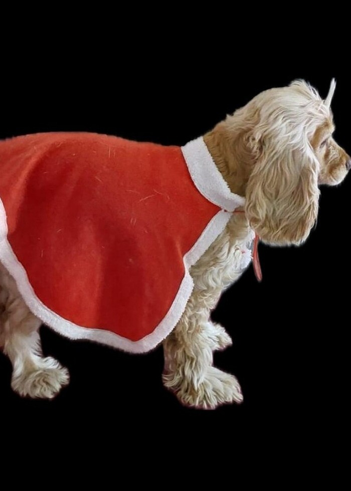 Köpek pelerini - Görsel 2