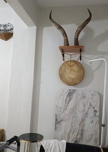  orijinal buffolo boynuzu teklif usulü verilecek