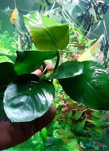  Anubias Barteri Akvaryum Bitkisi 