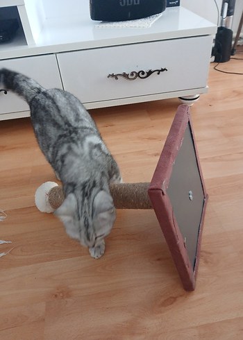 Kediler için kahverengi tırmalama direği - Görsel 3