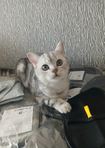 TÜY TOPLAMA ELDİVENİ - Görsel 2