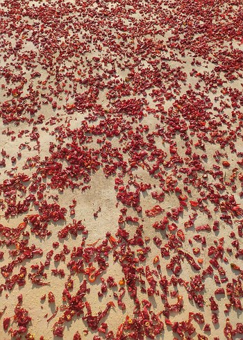 siyah pul biber - Görsel 10