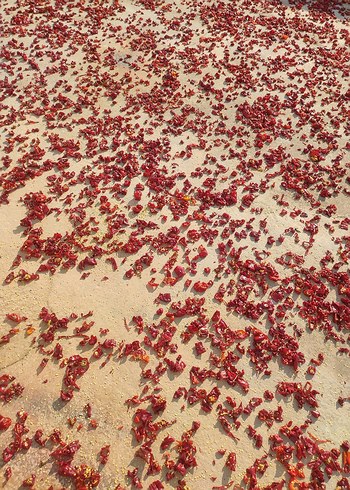 siyah pul biber - Görsel 11