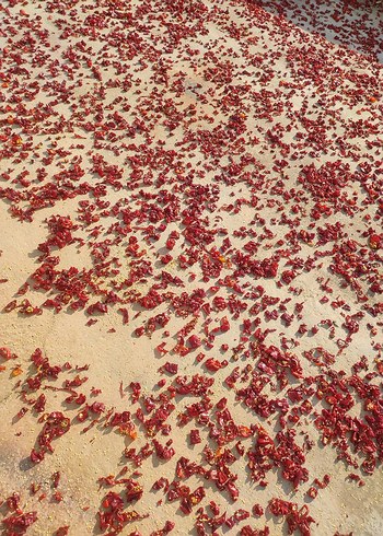 siyah pul biber - Görsel 9