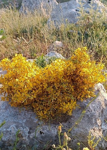 sarı kantaron yağı en doğalından - Görsel 6