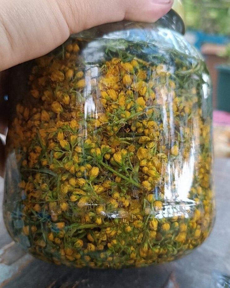 sarı kantaron yağı en doğalından - Görsel 3