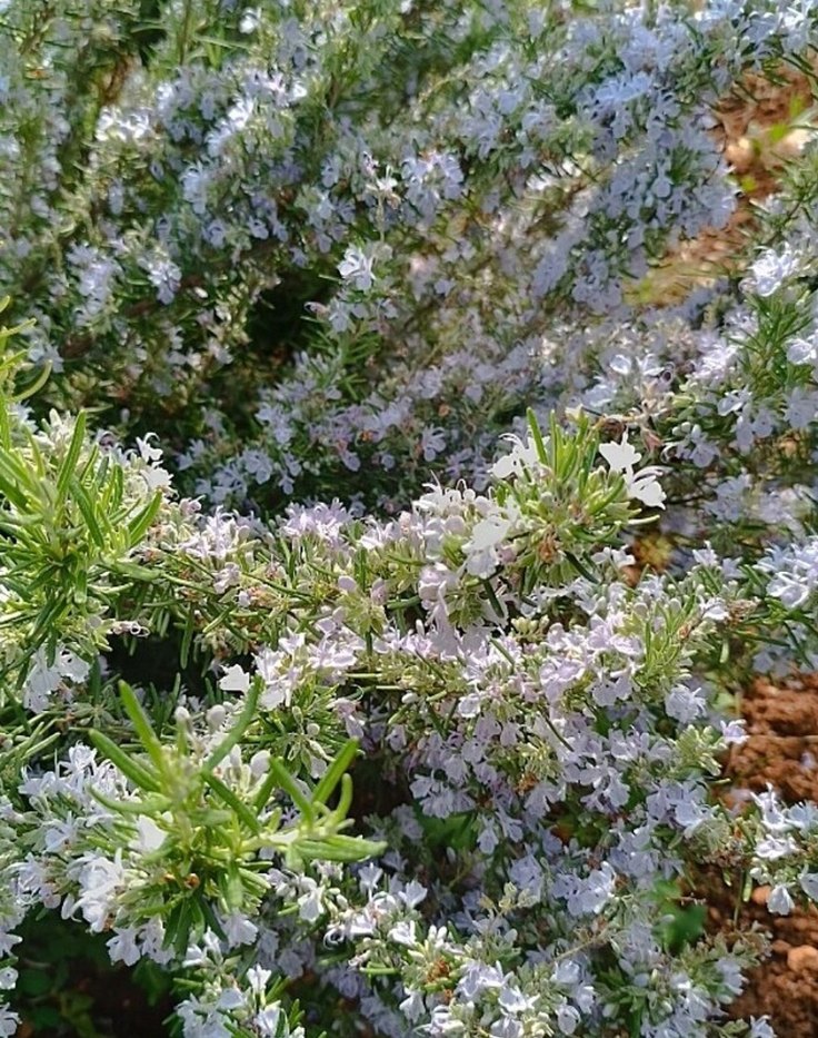 biberiye yağı - Görsel 4