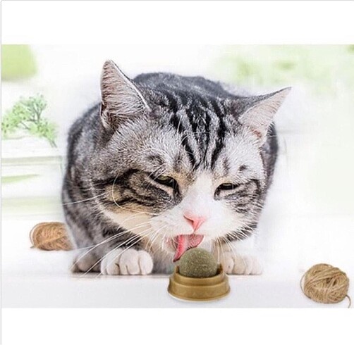 Cat mint kedi nanesi oyun topu yapıştırılabilir