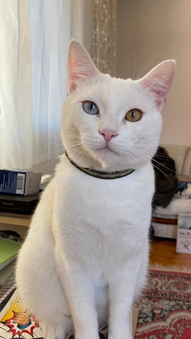 Kedi Portresi - Görsel 2