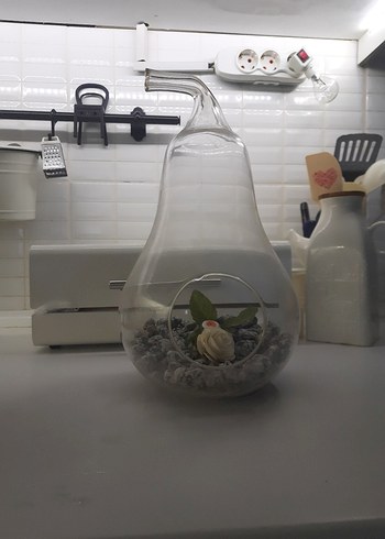 Şeffaf Cam Dekoratif Teraryum - Görsel 2