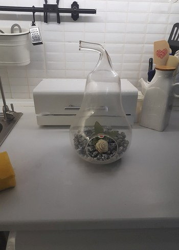 Şeffaf Cam Dekoratif Teraryum - Görsel 6