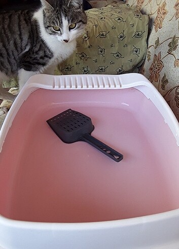 Kedi tuvaleti