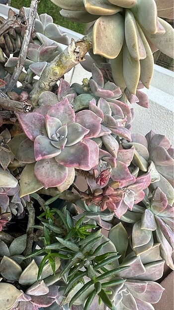 Echeveria Titubans