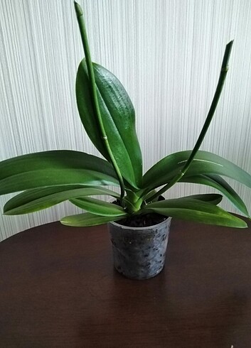  Beden Orkide 25 cm boy 12 potluk 