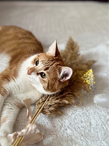 Söylenmemiş Sözler Konuşturma Tarot Destesi - Görsel 7