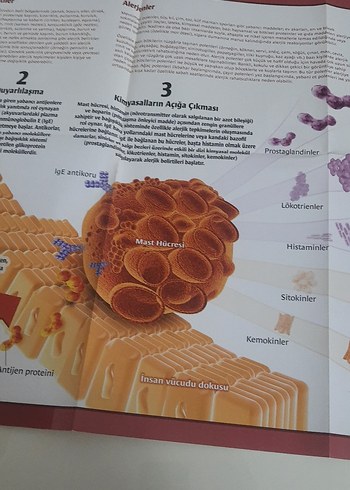 Bilim ve Teknik Dergisi - Yeşil Reçete Sayısı