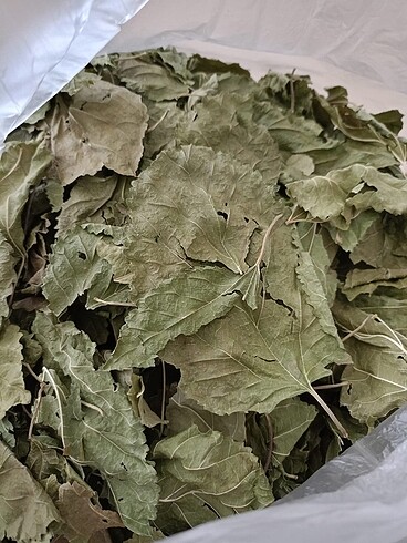 Dut yaprağı 100 gr fiyatı