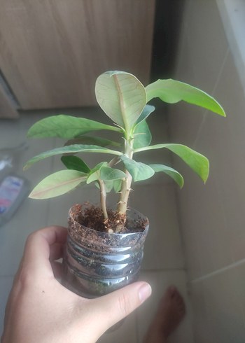  Beden sarı Renk dikenlertaci