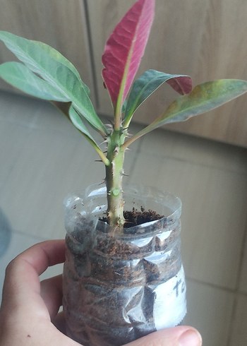 Ikea dikenlertaci