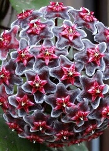 Hoya pubicalyx 