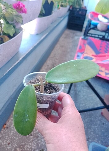  Hoya Meliflua Kerri