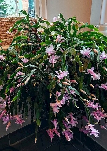 Pink Schlumbergeragaertneri