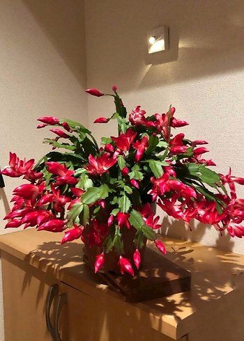 Beden Red Schlumbergeragaertneri