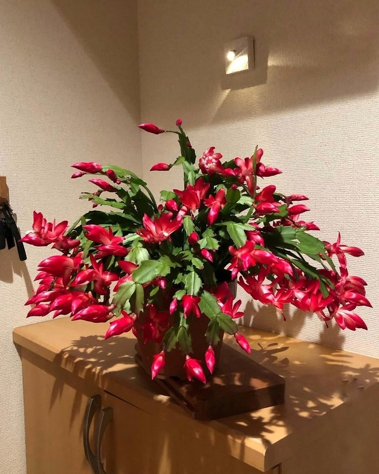 Red Schlumbergeragaertneri - Görsel 4