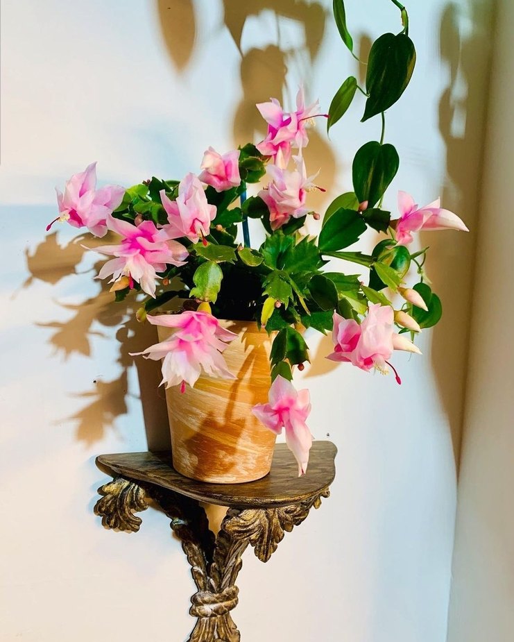 İki Renk Schlumbergeragaertneri - Görsel 2