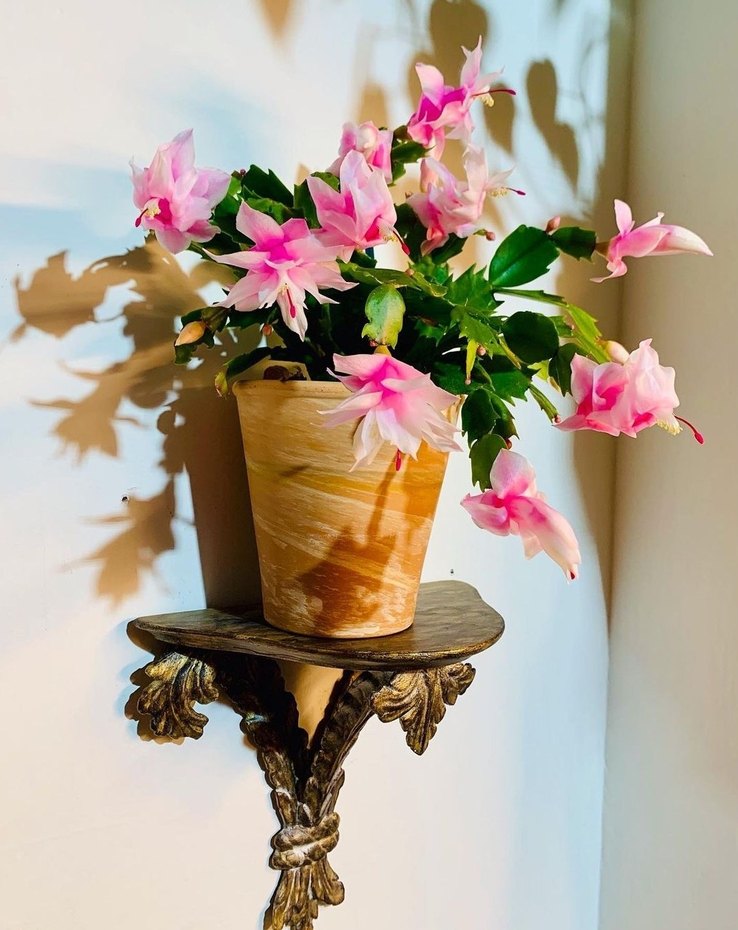 İki Renk Schlumbergeragaertneri - Görsel 3