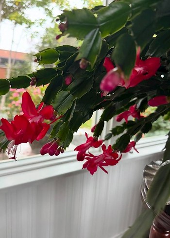 Çiçek Red Schlumbergeragaertneri