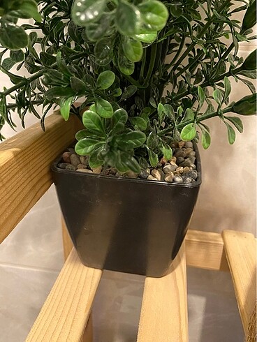  Beden Banyo Süs Bitkisi