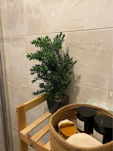  Beden yeşil Renk Banyo Süs Bitkisi