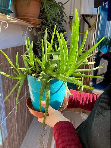 SAKSILI ALOE VERA