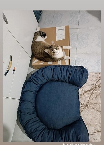 Kedi köpek yatağı 