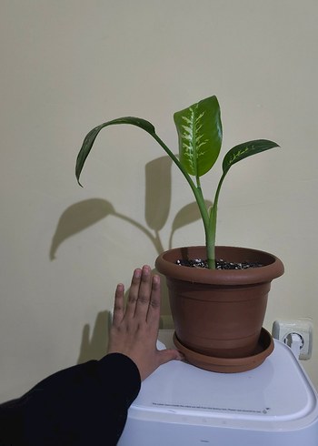 Koyu Yeşil Saksıda Dekoratif Bitki Dieffenbachia - Görsel 3