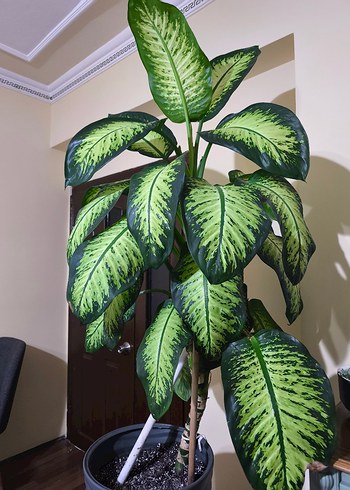 Koyu Yeşil Saksıda Dekoratif Bitki Dieffenbachia - Görsel 4