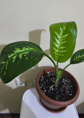 Koyu Yeşil Saksıda Dekoratif Bitki Dieffenbachia - Görsel 2