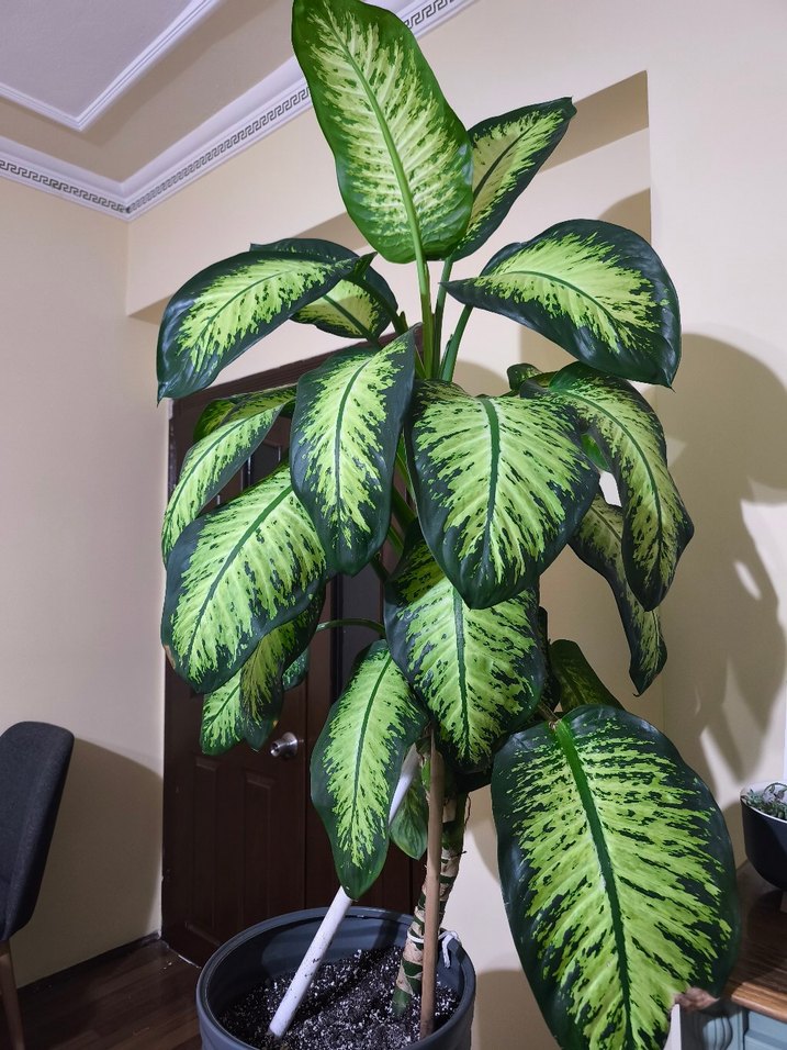 Koyu Yeşil Saksıda Dekoratif Bitki Dieffenbachia - Görsel 4