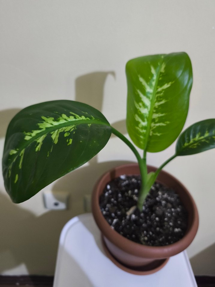 Koyu Yeşil Saksıda Dekoratif Bitki Dieffenbachia - Görsel 2