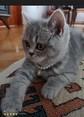 Kedi Tasması inci Taşlı